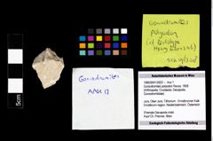 Foto (Objekt + Etikett) von Goniodromites polyodon (Reuss, 1858)  (NHMW-GEO-1990-0041-2622)